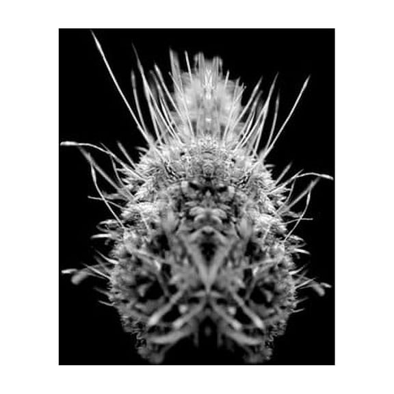 Selm - TiiiER / Post-Adrenaline - Music & Performance - Vinyl