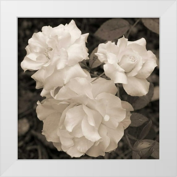 Semenza, Marlana 12x12 White Modern Wood Framed Museum Art Print Titled - Rose Trio