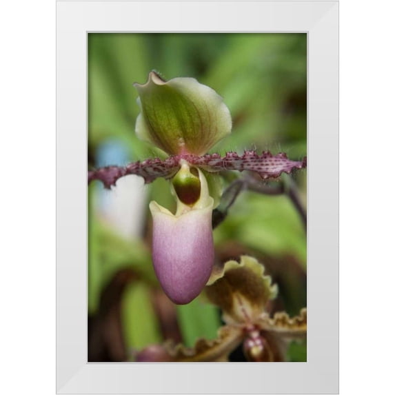 Semenza, Marlana 13x18 White Modern Wood Framed Museum Art Print Titled - Orchid Exotic