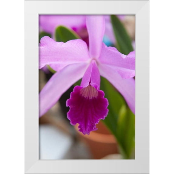 Semenza, Marlana 17x24 White Modern Wood Framed Museum Art Print Titled - Orchid Close Up