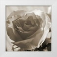 thumbnail image 1 of Semenza, Marlana 26x26 White Modern Wood Framed Museum Art Print Titled - Open Rose, 1 of 4