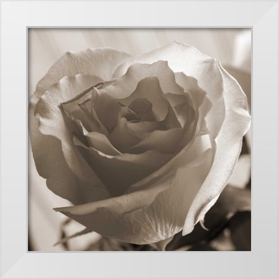Semenza, Marlana 26x26 White Modern Wood Framed Museum Art Print Titled - Open Rose