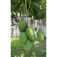 Semi Dwarf MALLIKA Grafted MANGO Tree 3Gal Pot Ready Fruit Ship UPS semi-dwarf-mallika-grafted-mango-tree-3gal-pot-ready-fruit-ship-ups