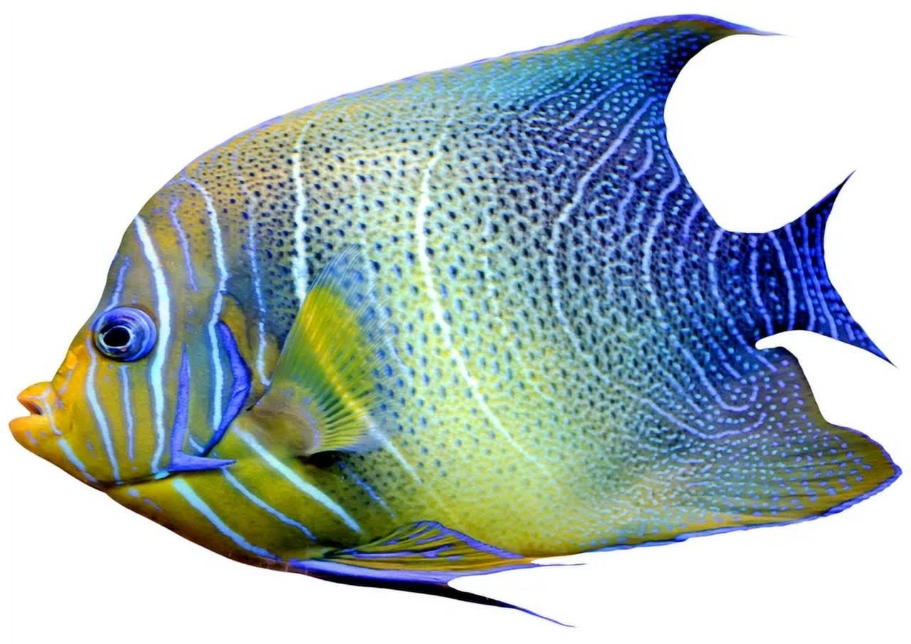 Semicircle Angelfish Sticker Coral Reef Phone Decal Water Bottle ...