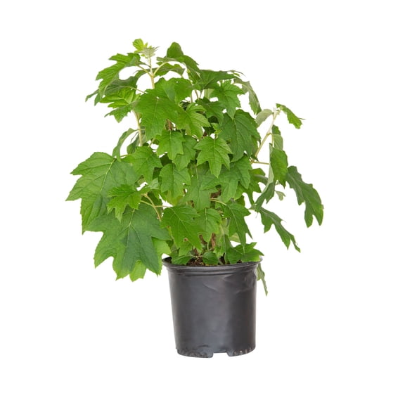 Southern Living Semmes Beauty Oak Leaf Hydrangea Live Shrub in 2.5-Gallon Grower Pot