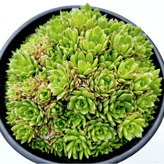 Sempervivum 'Cornelia' Succulent Live Plant 2 Inch for Indoor Outdoor Home Office Garden Decor