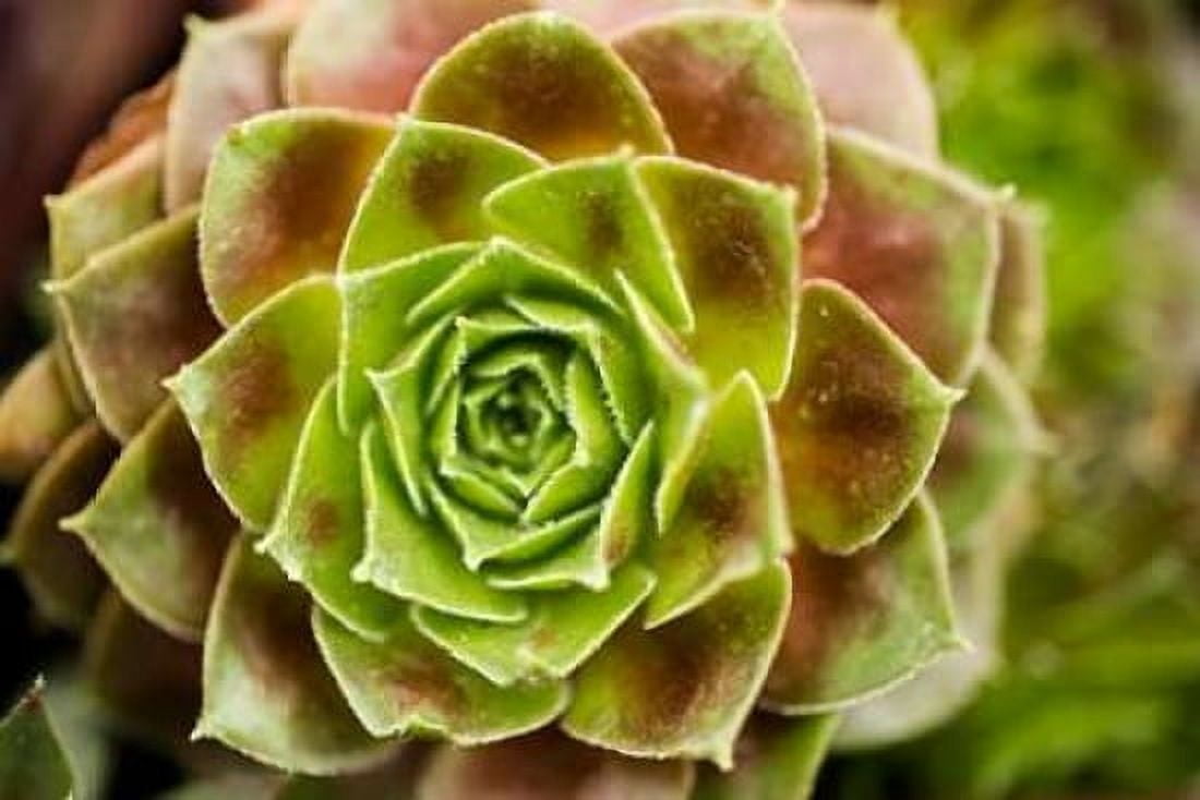 Sempervivum Ohioan Canvas Art - Erin Berzel (24 x 36)