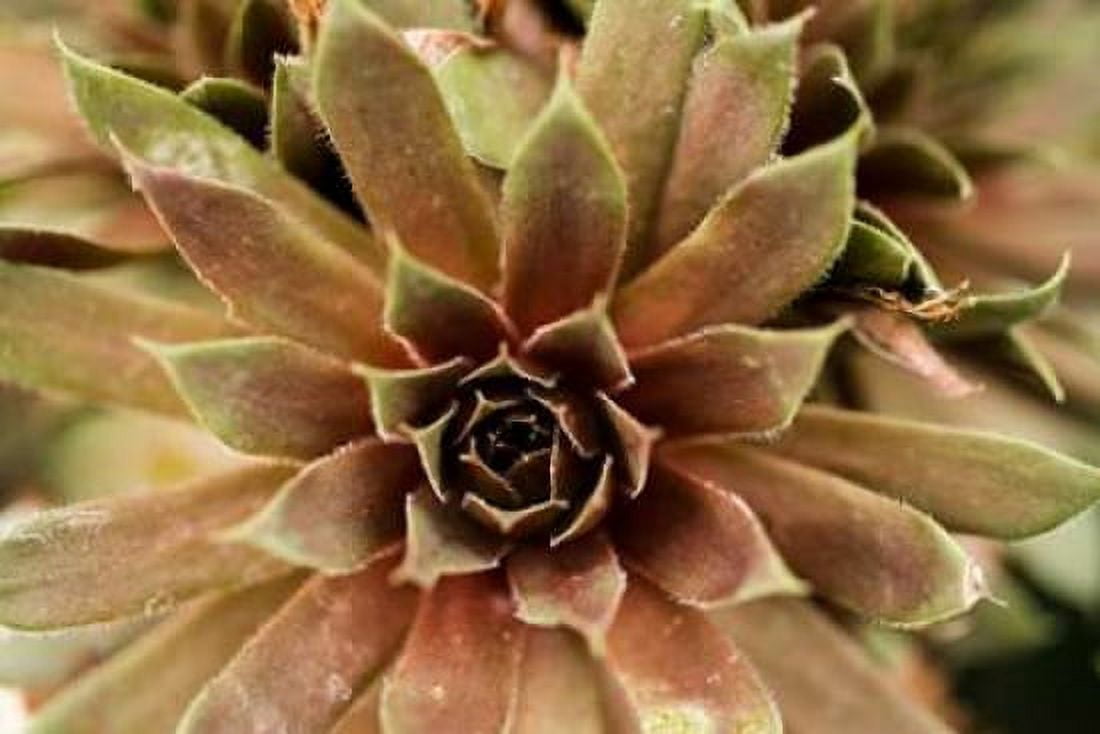 Sempervivum Royal Ruby Canvas Art - Erin Berzel (12 x 18)