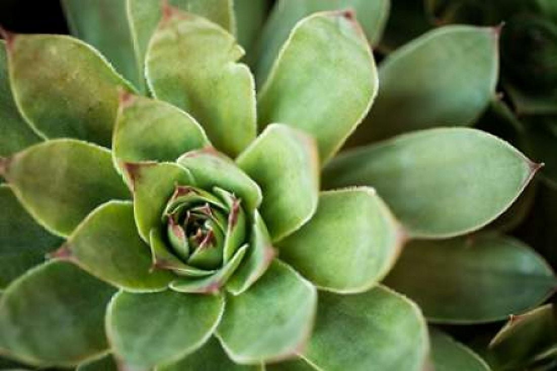 Sempervivum Rupicolum I Canvas Art - Erin Berzel (12 x 18)