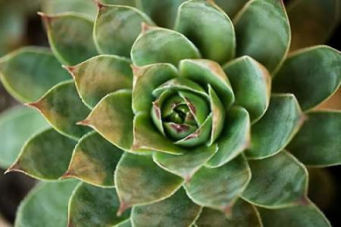 Sempervivum Rupicolum II Canvas Art - Erin Berzel (12 x 18)
