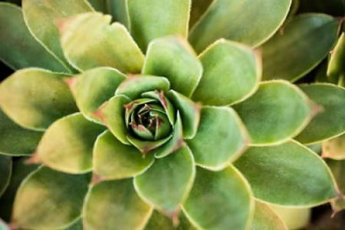 Sempervivum Rupicolum III Canvas Art - Erin Berzel (12 x 18)