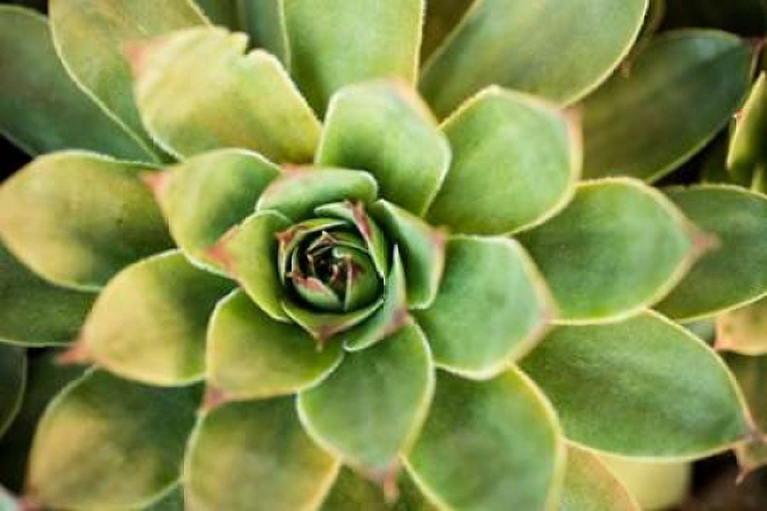 Sempervivum Rupicolum III Canvas Art - Erin Berzel (24 x 36)