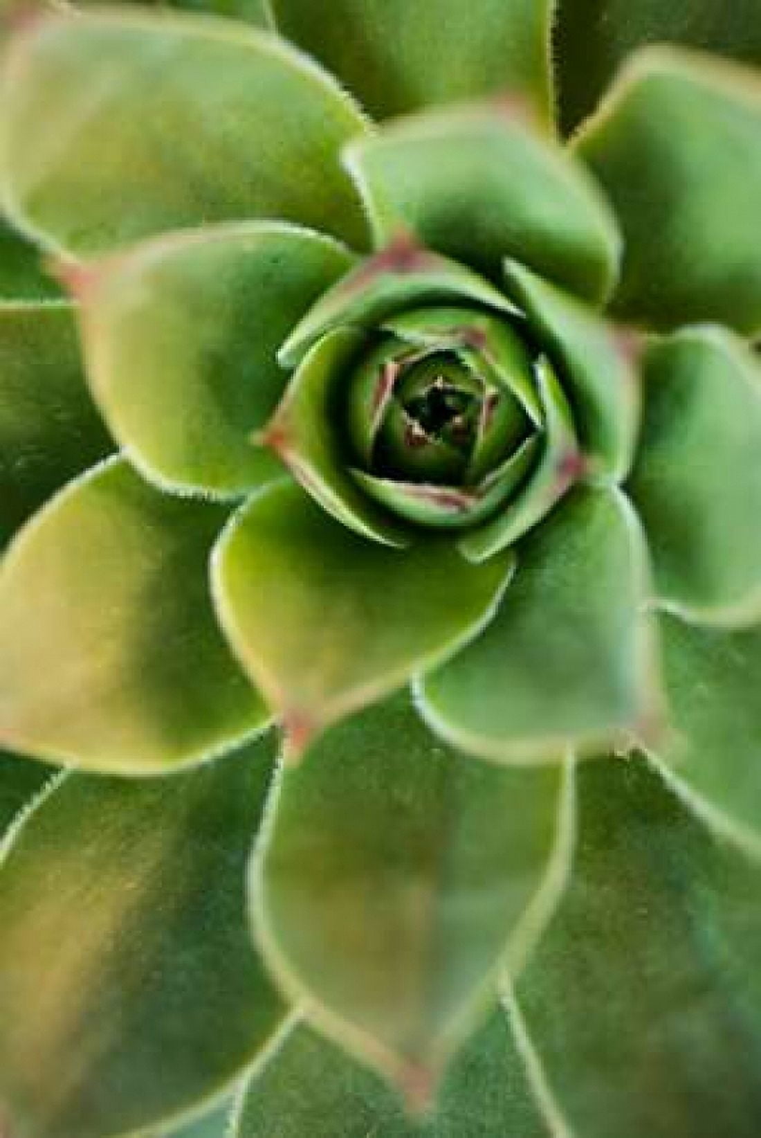Sempervivum Rupicolum IV Canvas Art - Erin Berzel (12 x 18)
