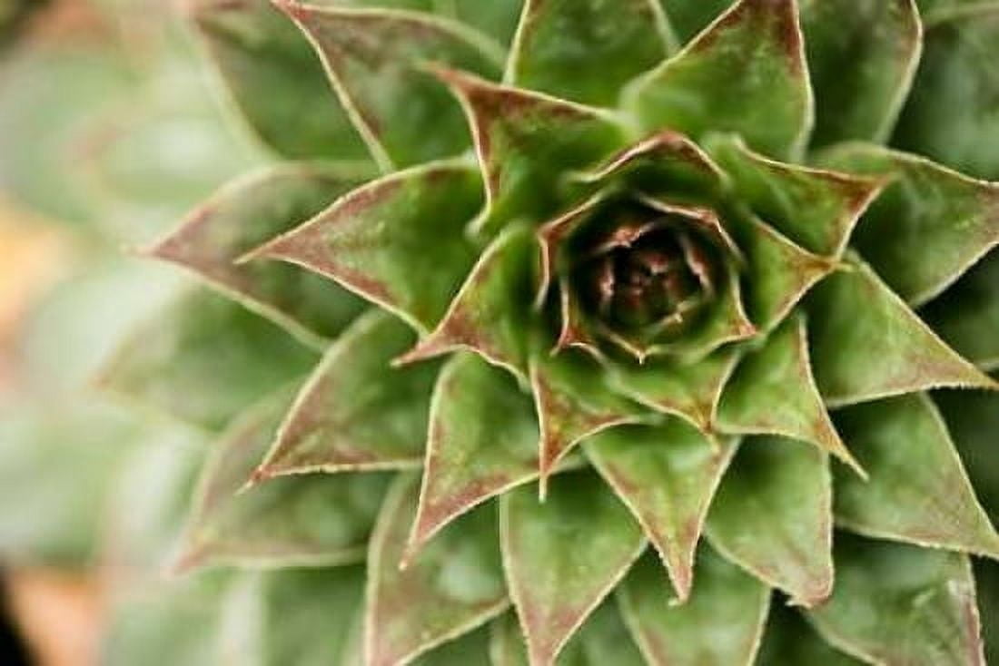 Sempervivum Succulent I Canvas Art - Erin Berzel (24 x 36)