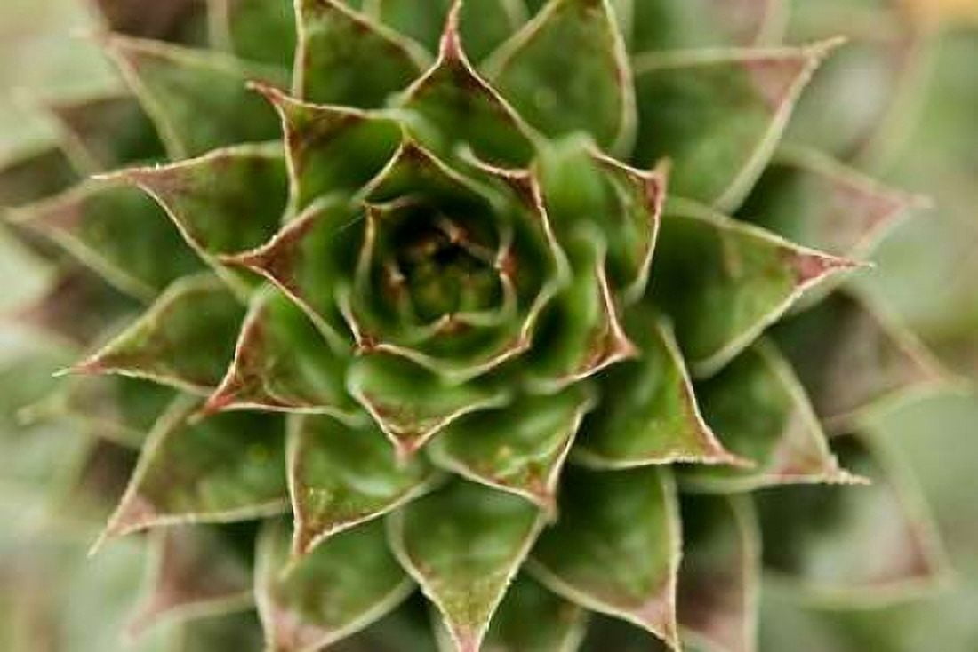 Sempervivum Succulent II Canvas Art - Erin Berzel (24 x 36)