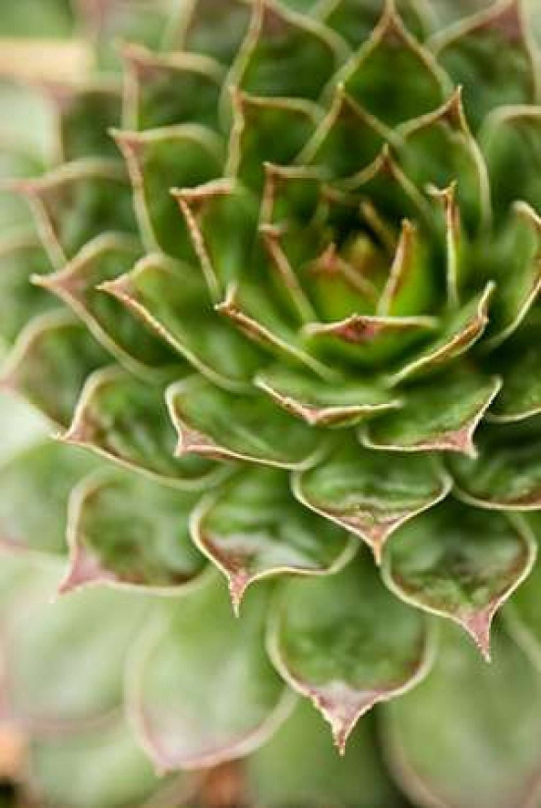 Sempervivum Succulent III Canvas Art - Erin Berzel (24 x 36)