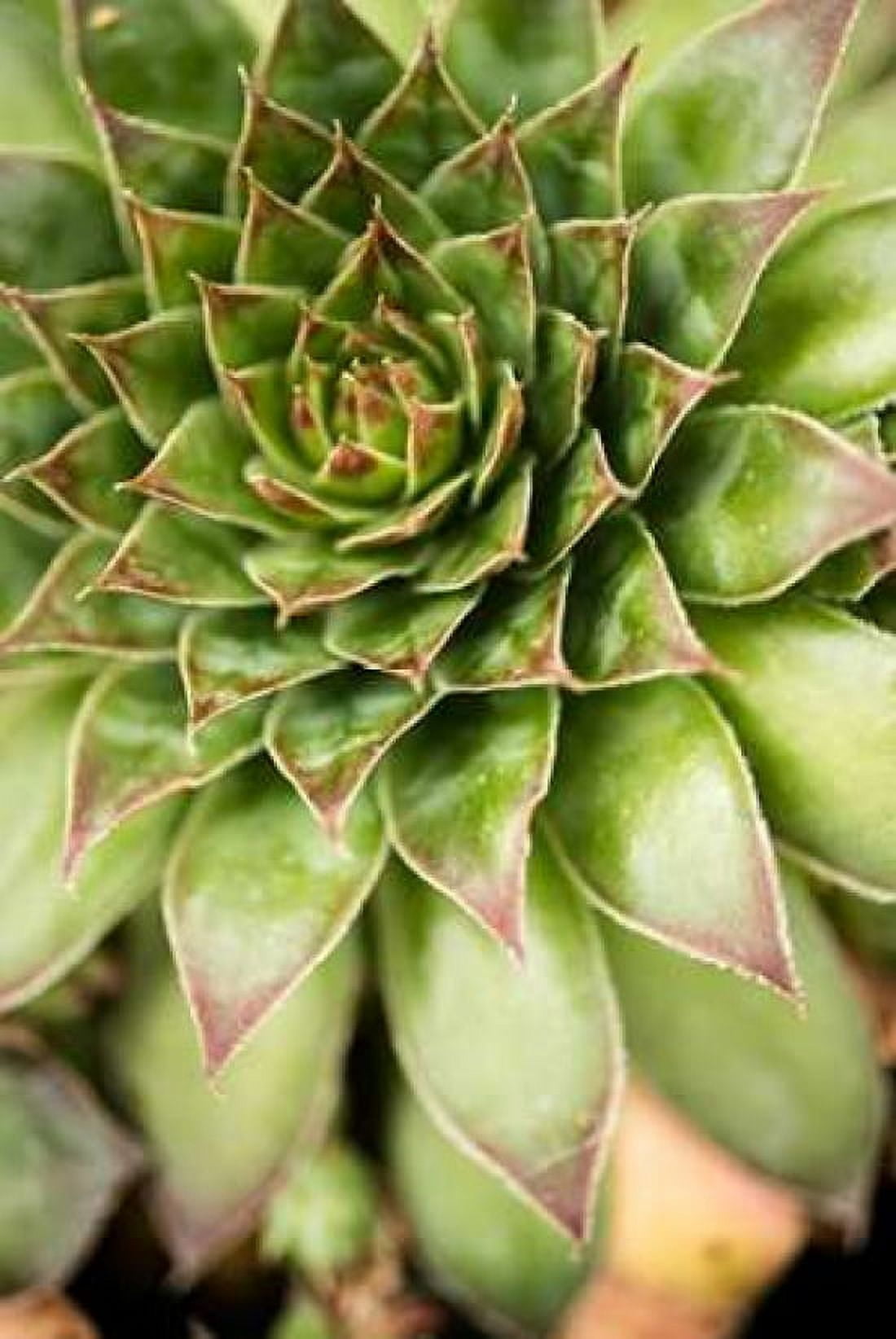 Sempervivum Succulent IV Canvas Art - Erin Berzel (24 x 36)