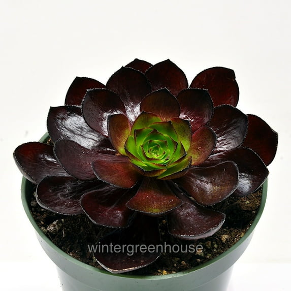 Semponium 'Surreal Vortex', Aeonium And Sempervivum Cross - Pot Size: 4.5" - Colorful Foliage, Houseplants