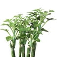 thumbnail image 1 of Senecio Articulatus Candle Plant - 4 inch, 1 of 4