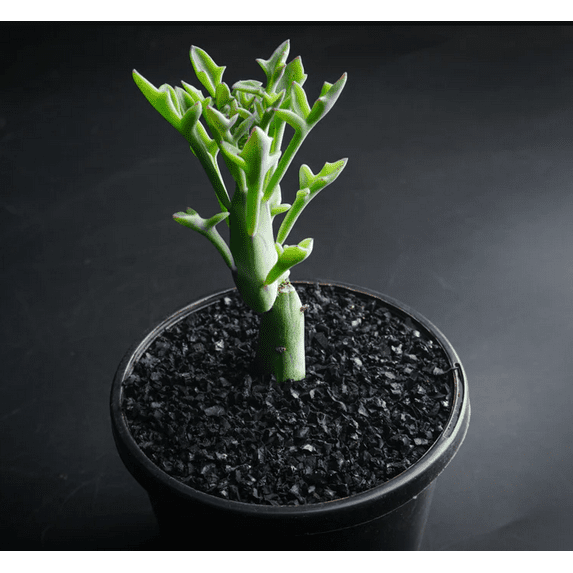 Senecio Articulatus Candle Succulent Live Plant 2 Inch for Indoor Outdoor Home Office Garden Decor