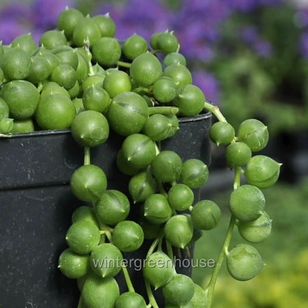 Senecio Rowleyanus, String Of Pearls - Pot Size: 3" (2.6x3.5") - Houseplants, Plants