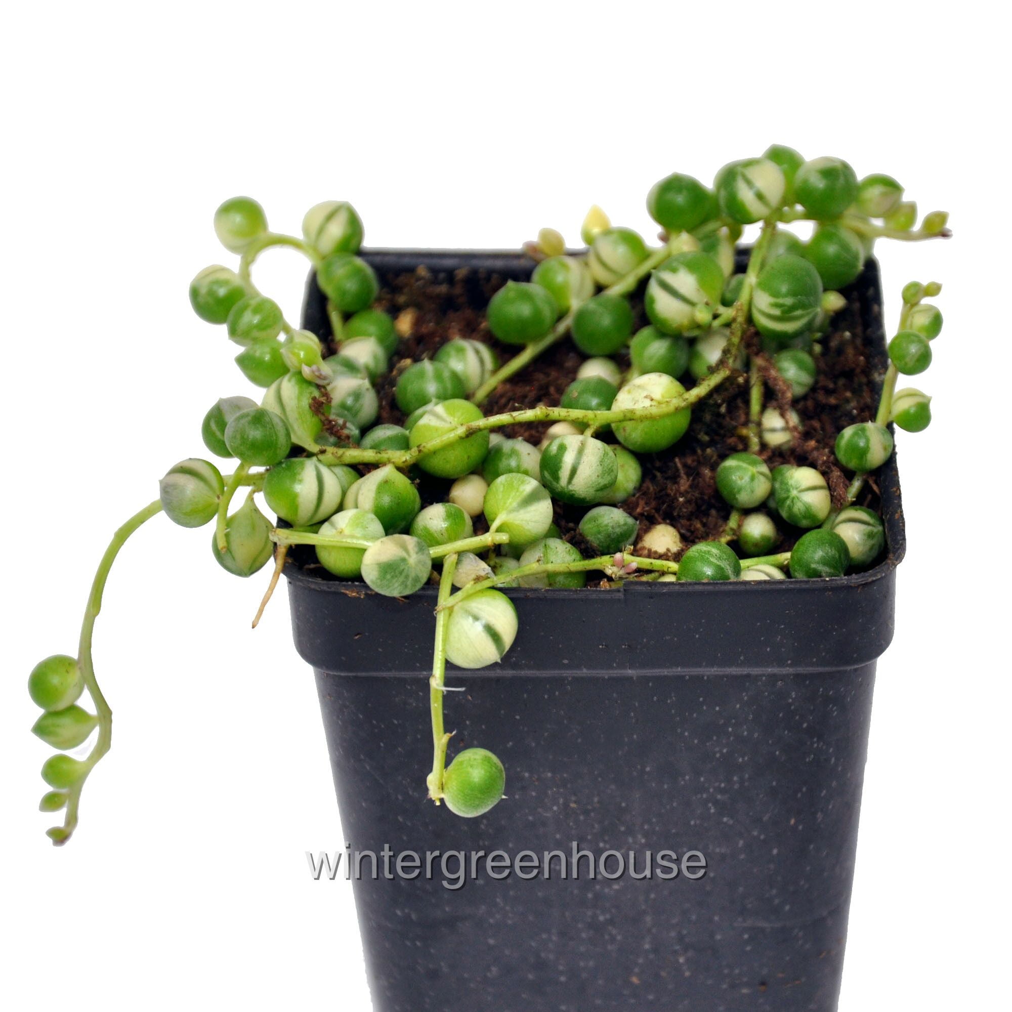 Senecio Rowleyanus, Variegated, String Of Pearls Pot Size 3" (2.6x3.5") Colorful Foliage