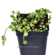 Vining Turtle String of Turtles, Peperomia prostrata, Vining Plant, Live in a 4 inch ...