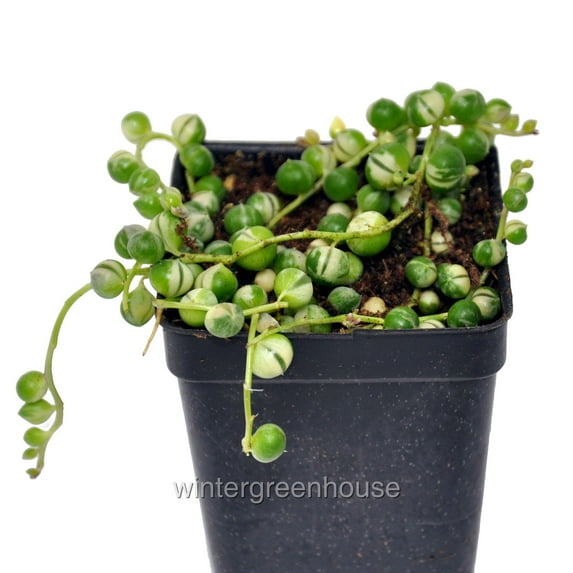 Senecio Rowleyanus, Variegated, String Of Pearls - Pot Size: 3" (2.6x3.5") - Colorful Foliage, Houseplants