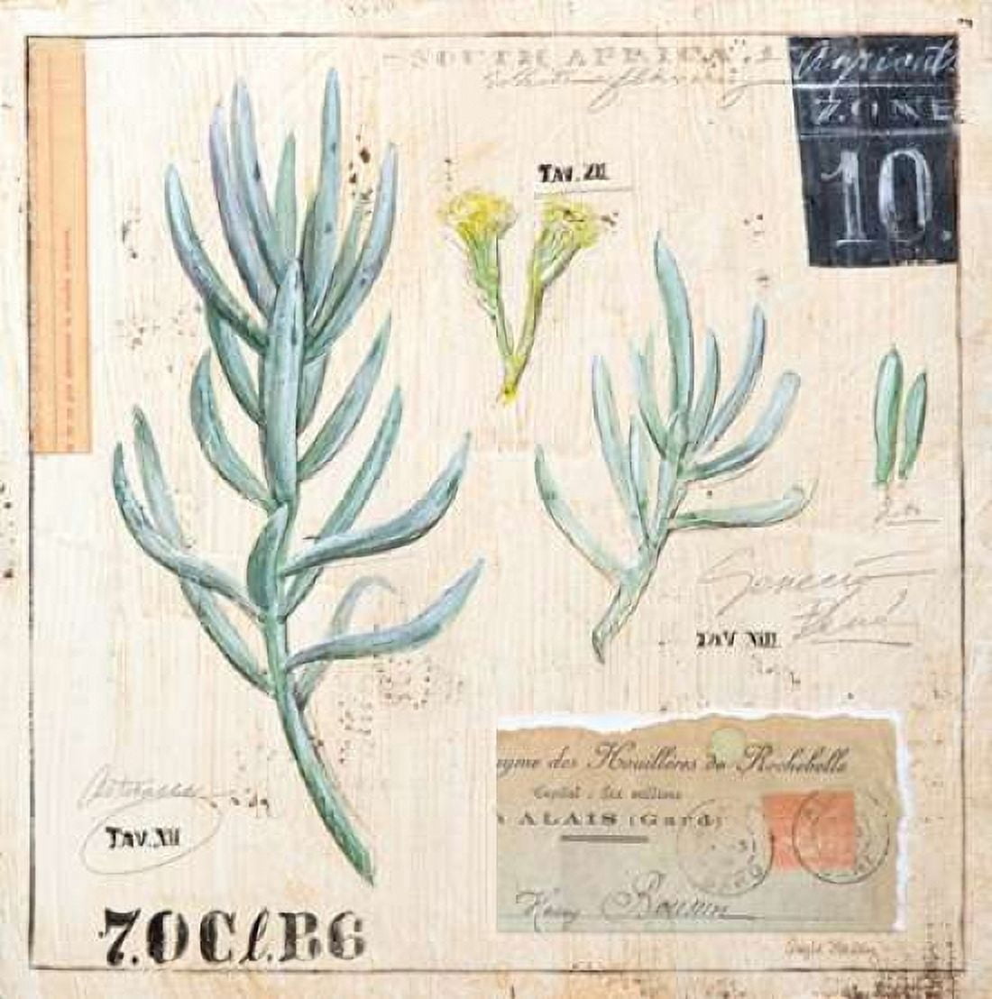 Senecio-Sketchbook Canvas Art - Angela Staehling (24 x 24)