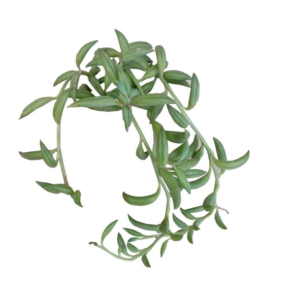 Senecio String of Bananas Succulent - 2 inch