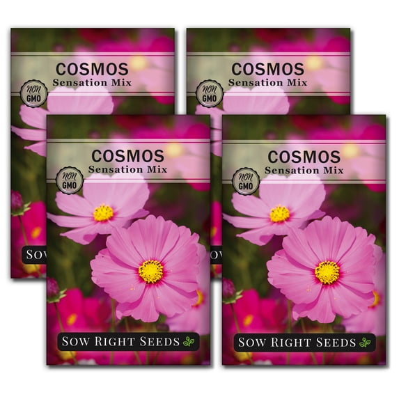 Sensation Mix Cosmos Seeds - Non GMO Heirloom Varieties for your Flower Garden - 4 Pack