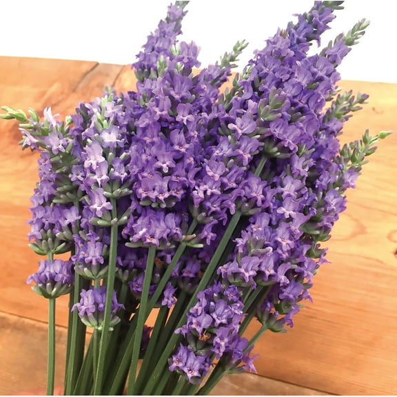 Sensational! Lavender Herb - Live Plant - Quart Pot