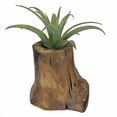thumbnail image 1 of Tree of Life with Living Air Plant - 3.5" x 3.5" x 5" - Acacia Wood - Live Trends, 1 of 2