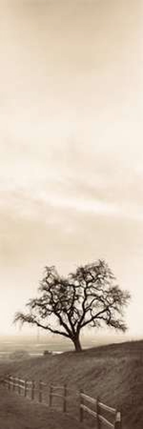 Sentinel Oak Tree Canvas Art - Alan Blaustein (8 x 24)