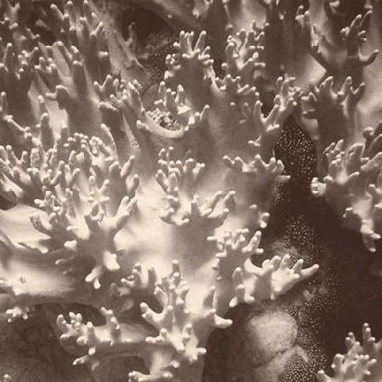 Sepia Barrier Reef Coral I Canvas Art - Kathy Mansfield (24 x 24)