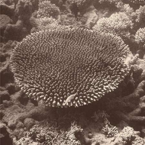 Sepia Barrier Reef Coral II Canvas Art - Kathy Mansfield (24 x 24)
