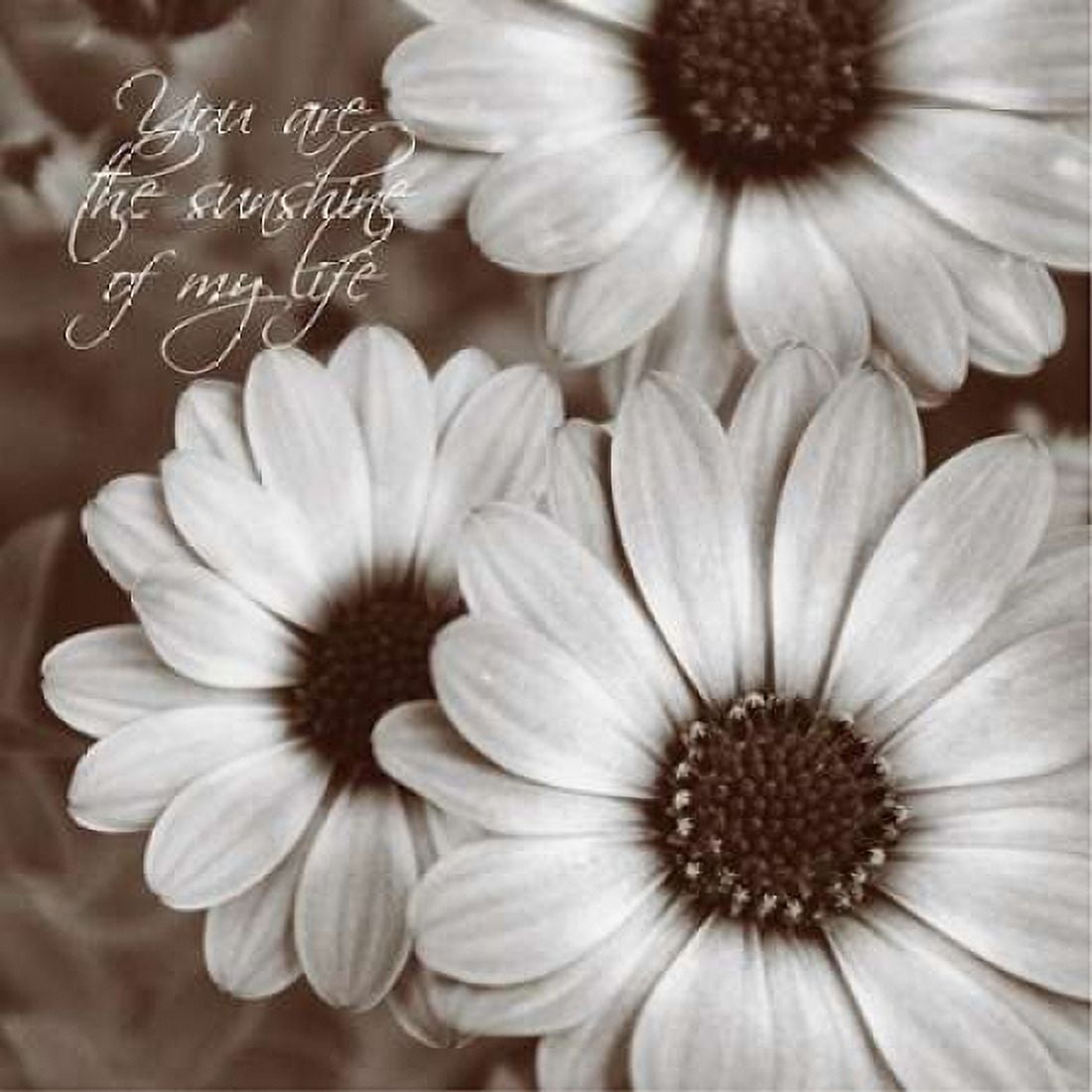 Sepia Blossoms I Canvas Art - Denise Romita (24 x 24)