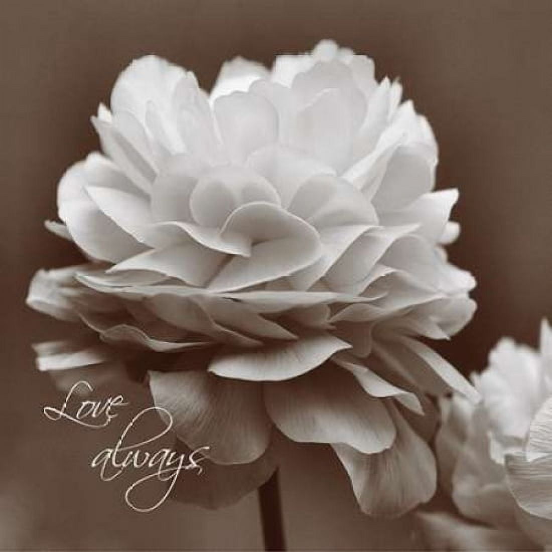 Sepia Blossoms II Canvas Art - Denise Romita (24 x 24)