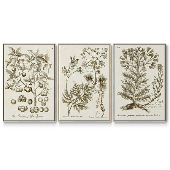 Sepia Botanical Journal I - Framed Premium Gallery Wrapped Canvas L Frame 3 Piece Set - Ready to Hang