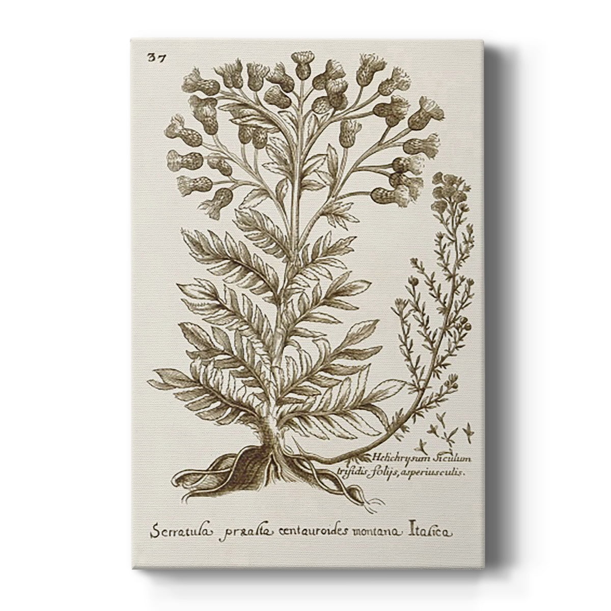 Sepia Botanical Journal Premium Gallery Wrapped Canvas - 8 x 12