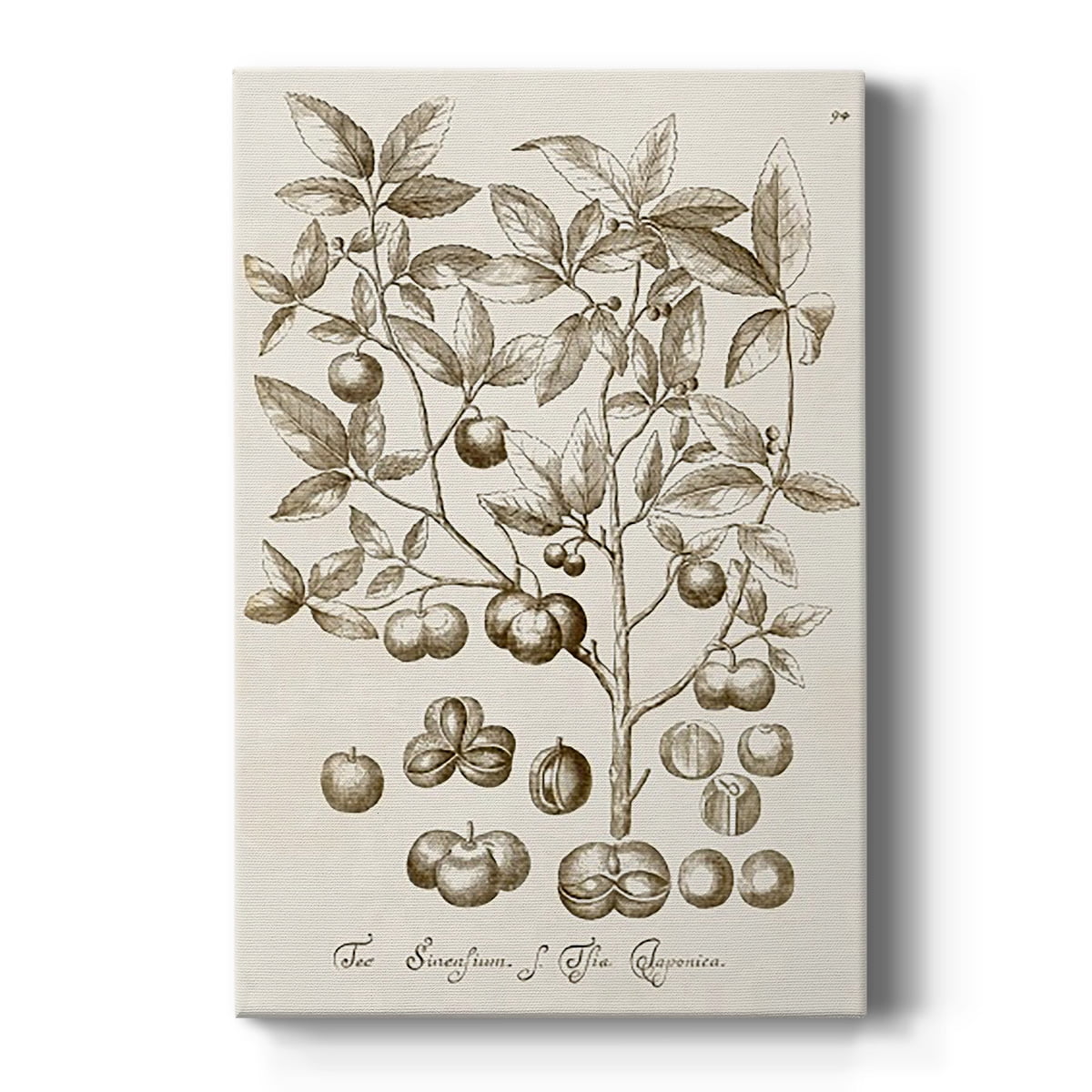 Sepia Botanical Journal II Premium Gallery Wrapped Canvas - Ready to Hang