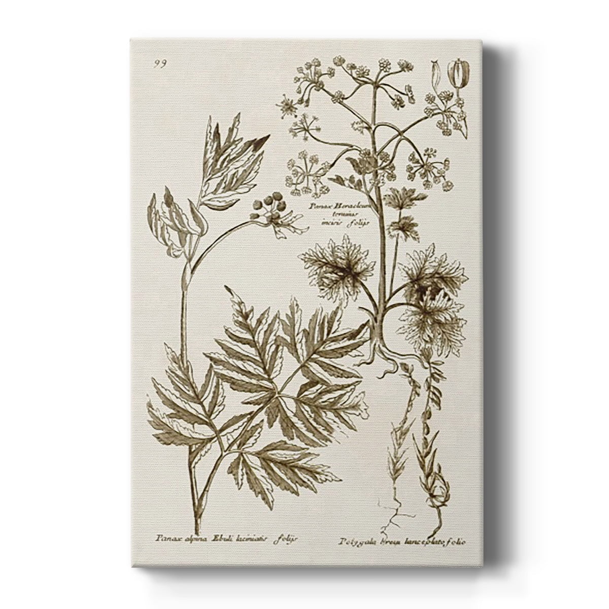 Sepia Botanical Journal III Premium Gallery Wrapped Canvas - Ready to Hang