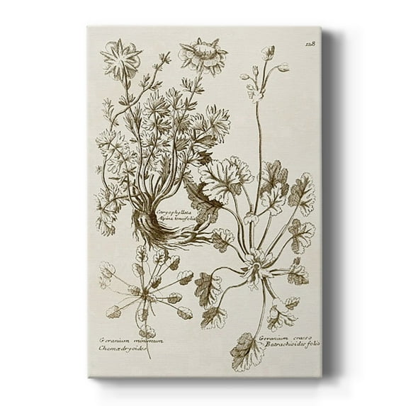 Sepia Botanical Journal IX Premium Gallery Wrapped Canvas - Ready to Hang