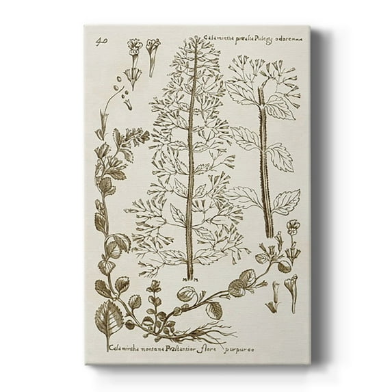 Sepia Botanical Journal V Premium Gallery Wrapped Canvas - Ready to Hang