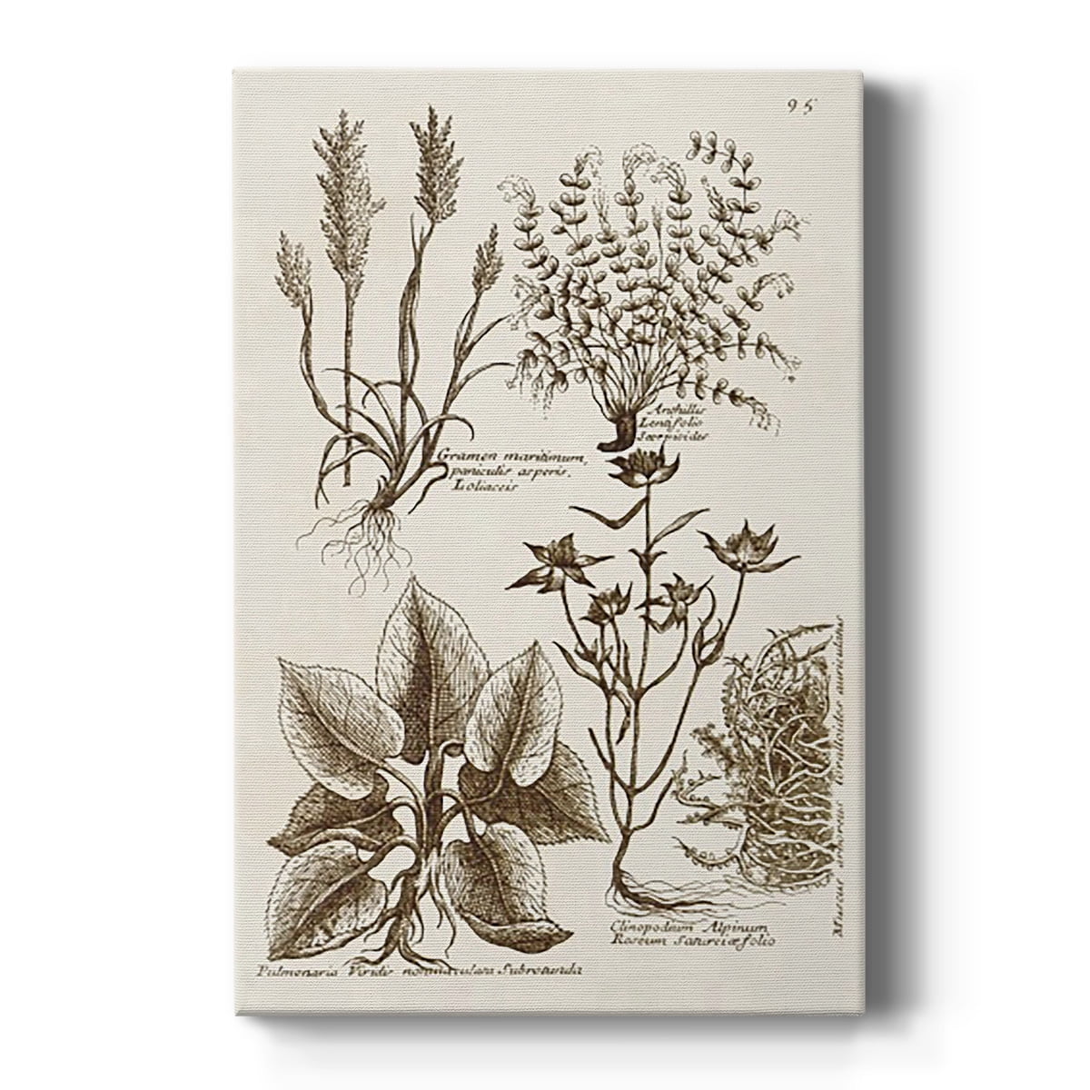 Sepia Botanical Journal VII Premium Gallery Wrapped Canvas - Ready to Hang