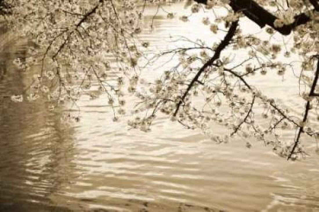 Sepia Cherry Blossoms I Canvas Art - Bob Stefko (24 x 36)