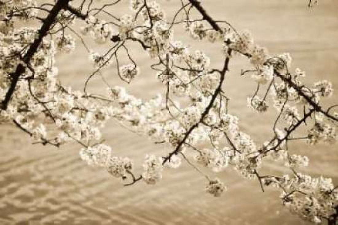Sepia Cherry Blossoms II Canvas Art - Bob Stefko (24 x 36)