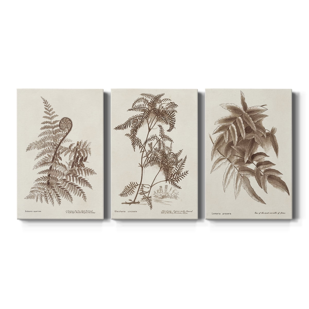 Sepia Fern Varieties I Premium Gallery Wrapped Canvas - Ready to Hang - 24 x 36 Each