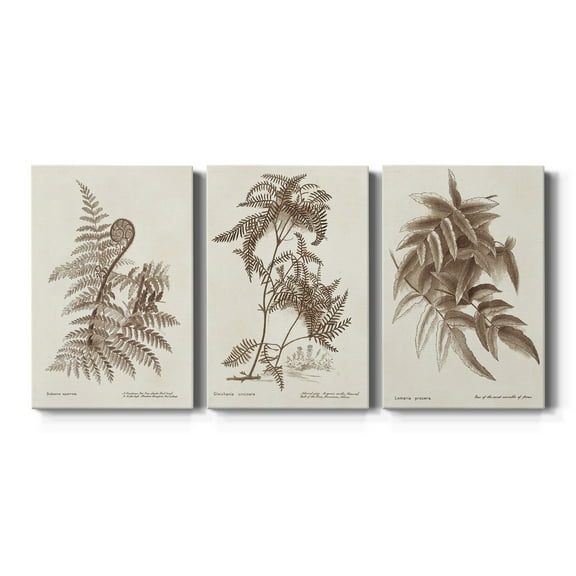 Sepia Fern Varieties I Premium Gallery Wrapped Canvas - Ready to Hang - 8 x 12 Each