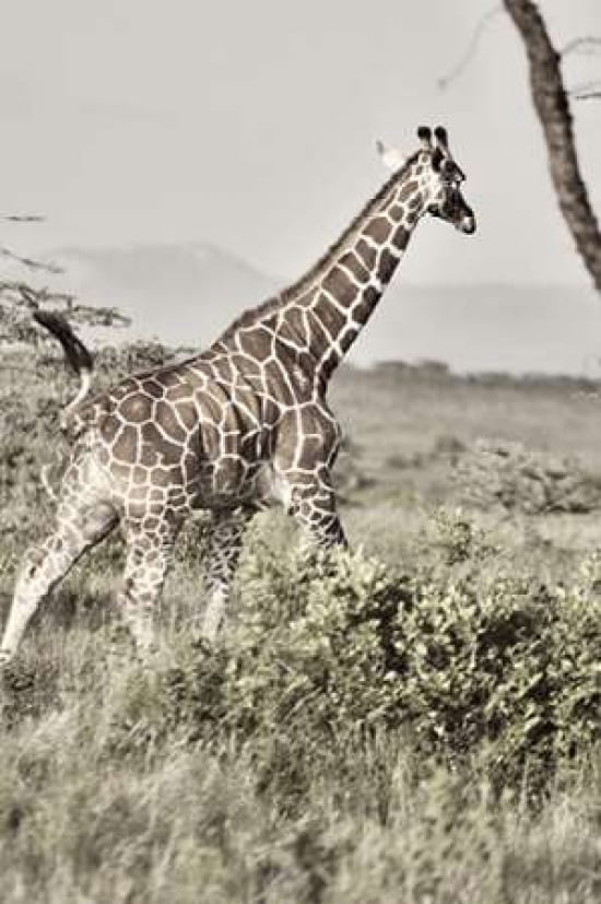 Sepia Giraffe Canvas Art - Susan Bryant (20 x 28)